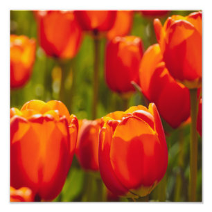 Photo Tulipes rouges impression photographique.