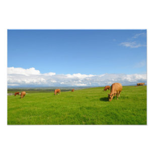 Photo Vaches paissant dans un pré en Irlande impression 
