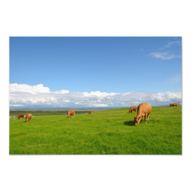 Photo Vaches paissant dans un pré en Irlande impression  (Devant)