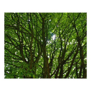 Photo verte folle d'arbre