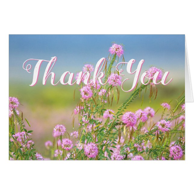 Photo vide de fleurs sauvages de Merci (Devant horizontal)