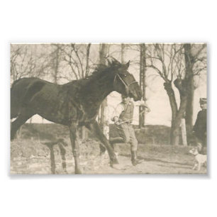 Photo vintage de cheval