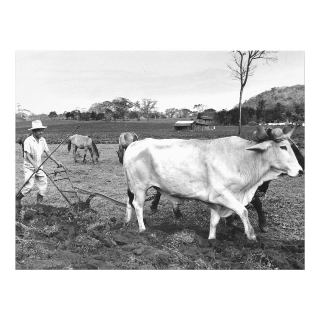 Photo vintage de l'agriculteur et des vaches mexic (Devant)