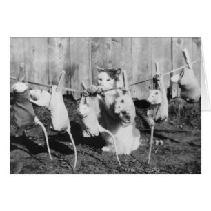 Photo vintage - rats accrochants de chat à séche