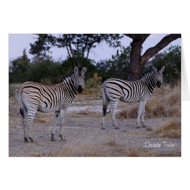 Photo Zebra Double Take (Devant Horizontal)