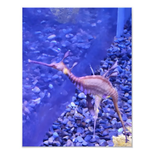 Photograph #Y040 on MEDIUM SIZE Poster (Devant)