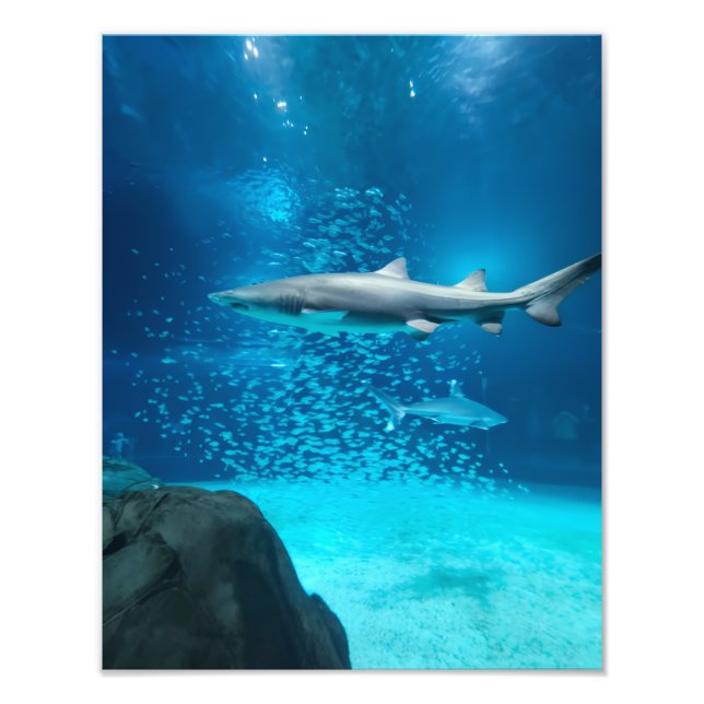 Photograph #Y043 on MEDIUM SIZE Poster (Devant)