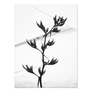 photographie