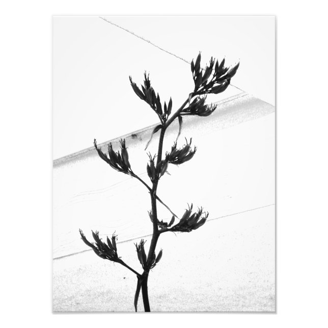 photographie (Devant)