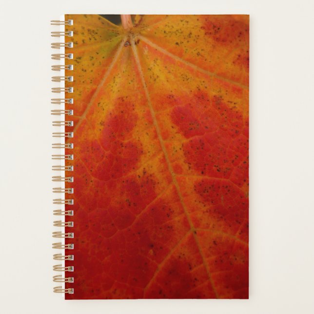 Photographie abstraite de la feuille d'érable roug (Devant)