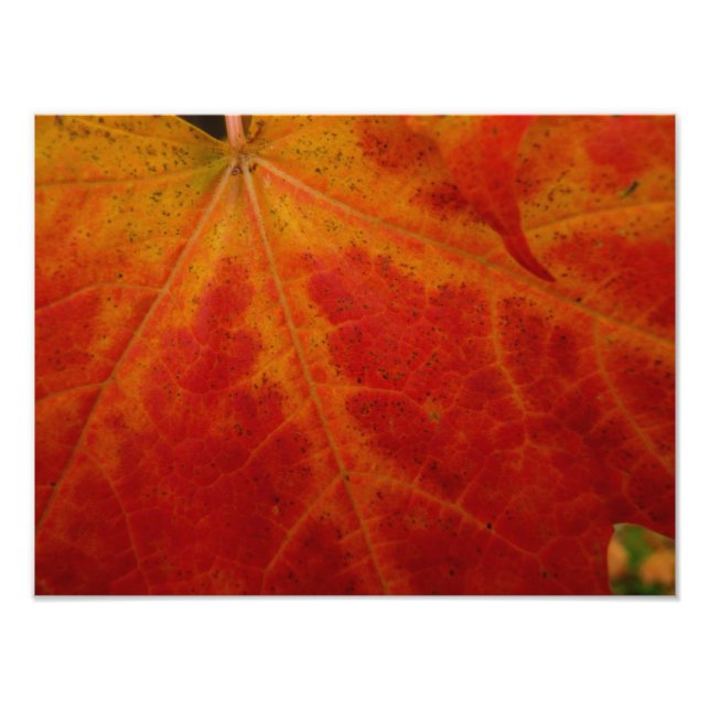 Photographie abstraite de la feuille d'érable roug (Devant)