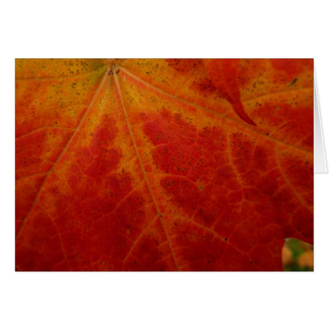 Photographie abstraite de la feuille d'érable roug (Devant Horizontal)