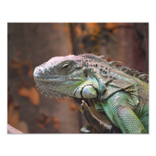 Photographie avec lézard Iguana coloré