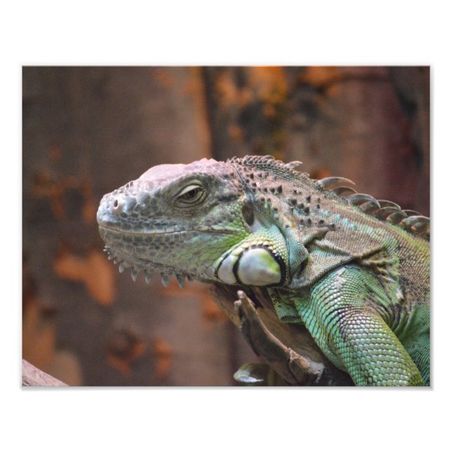Photographie avec lézard Iguana coloré (Devant)