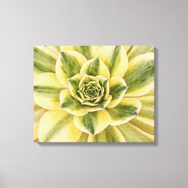 Photographie botanique, verte Succulente sur toile (Recto)