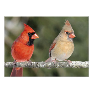 Photographie Cardinal Nord Imprimer