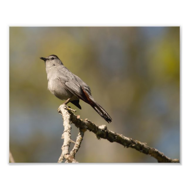 Photographie Catbird Imprimer (Devant)