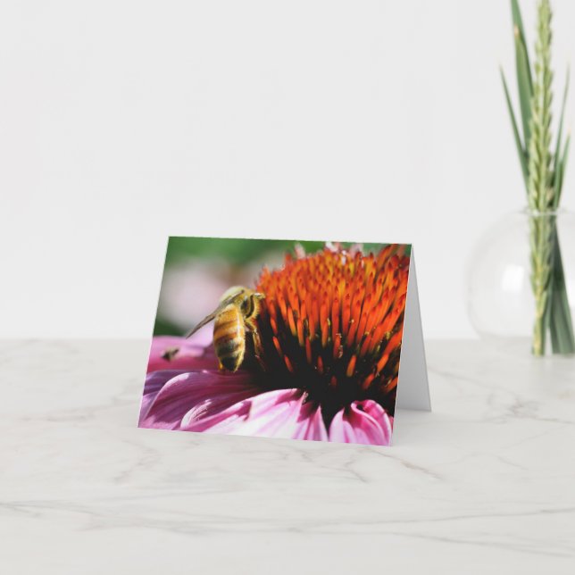 Photographie d'abeille sur fleur  (Devant)