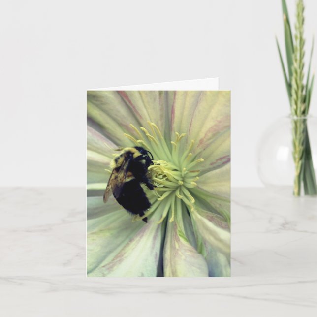 Photographie d'abeille sur fleur de clématite  (Devant)