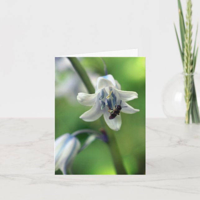 Photographie d'abeille sur fleur de jacinthe des b (Devant)