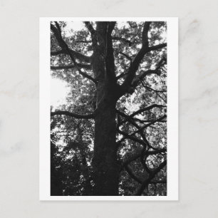 Photographie d'Arbre - Carte Postale Feronia