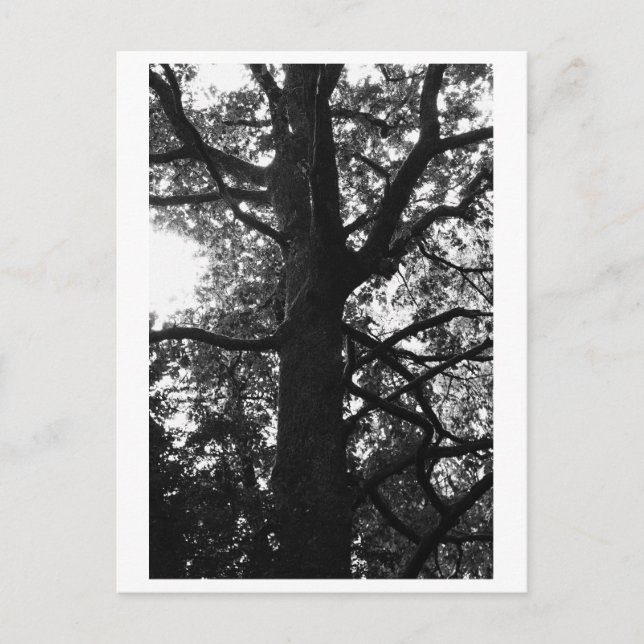 Photographie d'Arbre - Carte Postale Feronia (Devant)