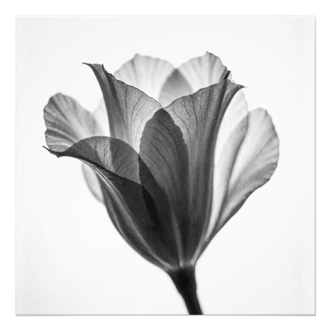 Photographie d'art botanique monochrome fine (Devant)