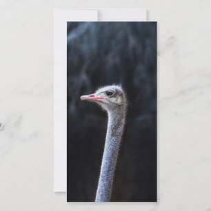Photographie d'autruche