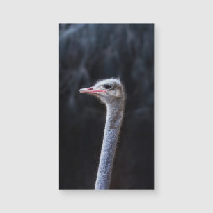 Photographie d'autruche