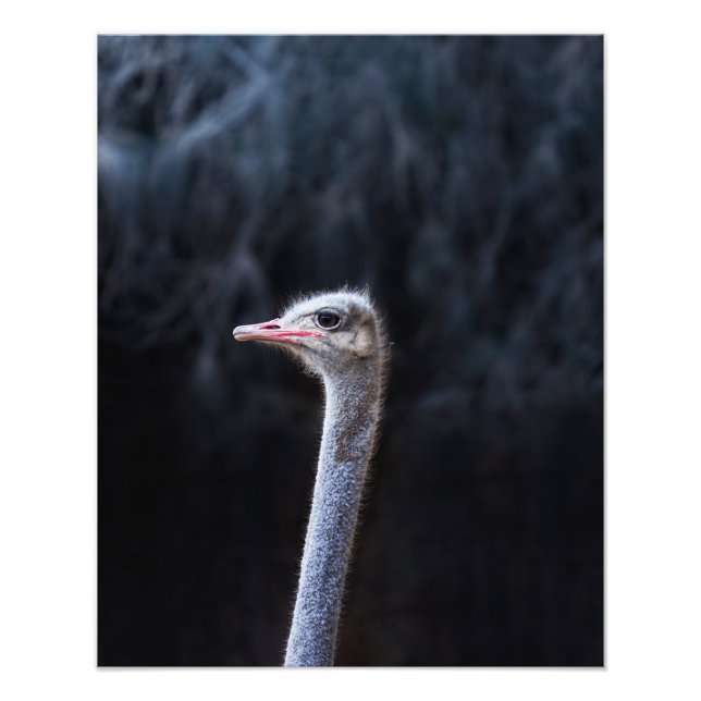 Photographie d'autruche (Devant)