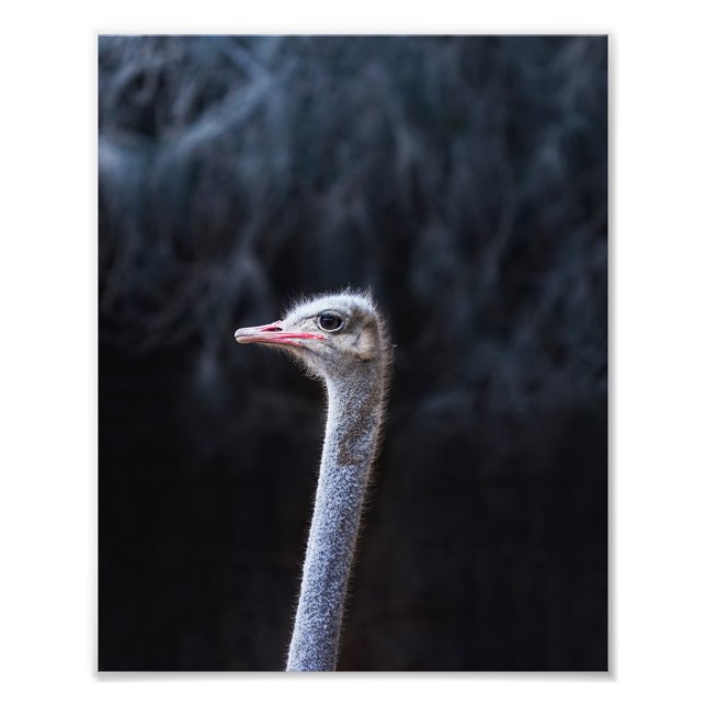 Photographie d'autruche (Devant)
