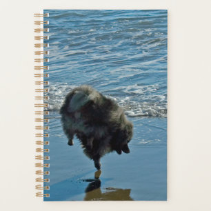 Photographie de ballet Keeshond - Art original de 
