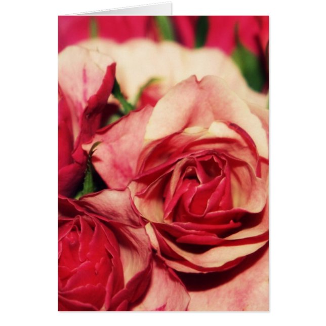 Photographie de beaux-arts de bouquet de rose de (Devant)