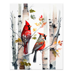 Photographie de Birch Tree et Cardinals