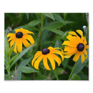 Photographie de Black Eyed- Susan