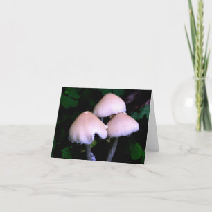 Photographie de champignons de minuit dans la natu
