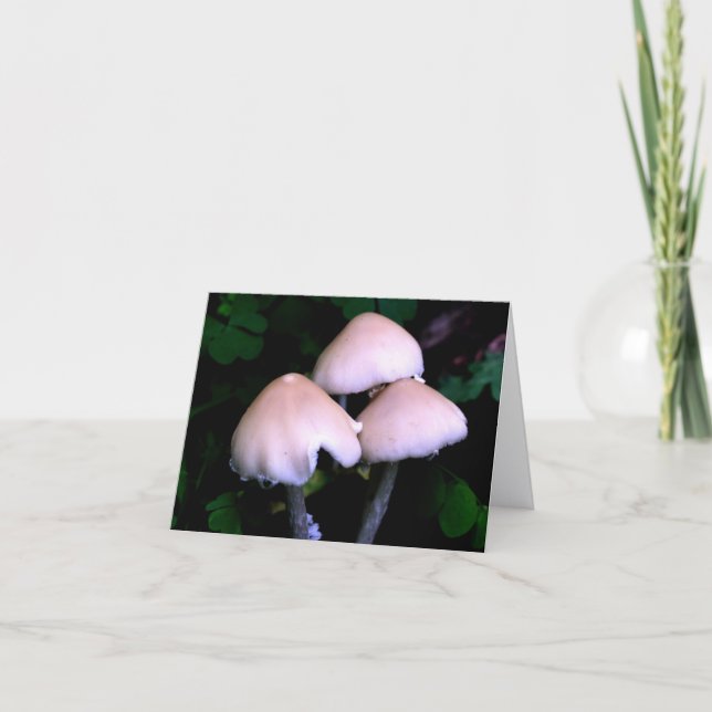 Photographie de champignons de minuit dans la natu (Devant)