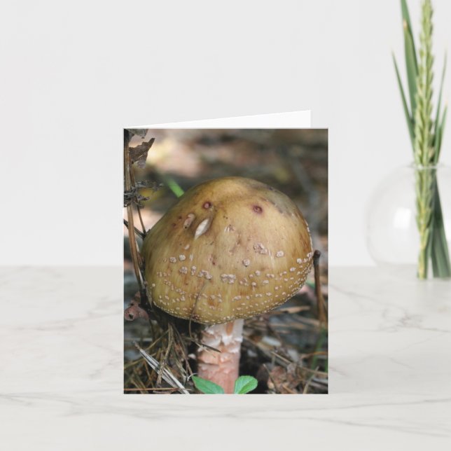 Photographie de champignons forestiers (Devant)