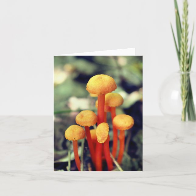 Photographie de champignons orange dans la nature  (Devant)