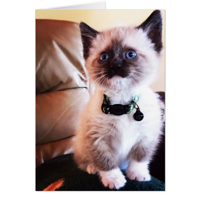 Photographie de chaton siamois adorable, intérieur (Devant)