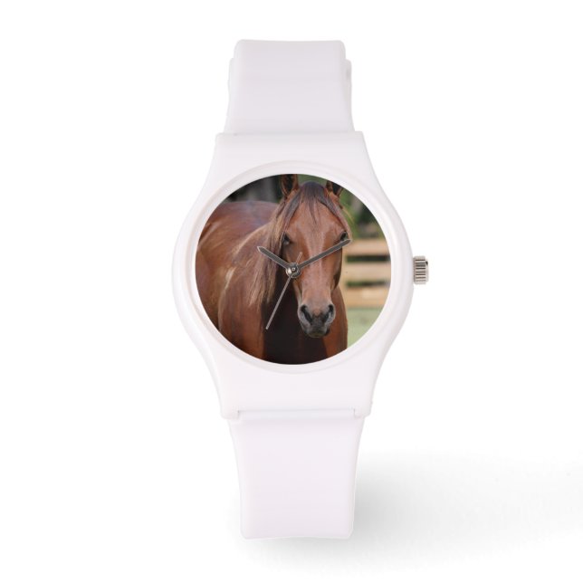 Photographie de cheval en montre (Recto)