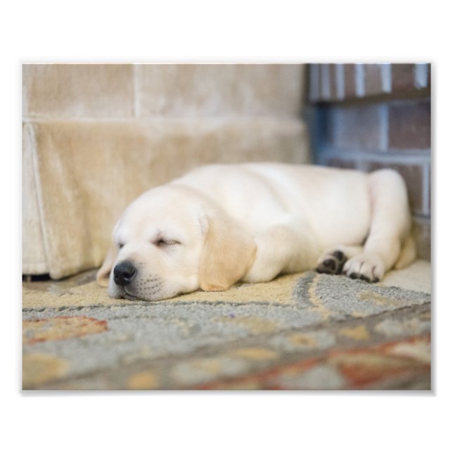 Photographie de chiot jaune du Labrador Imprimer (Devant)