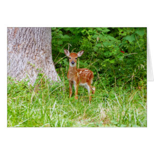 Photographie de faon dans les bois