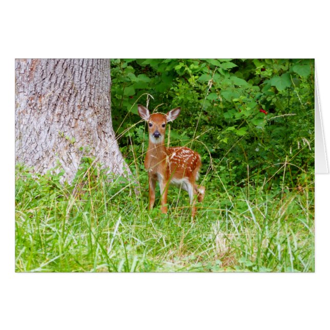 Photographie de faon dans les bois (Devant horizontal)