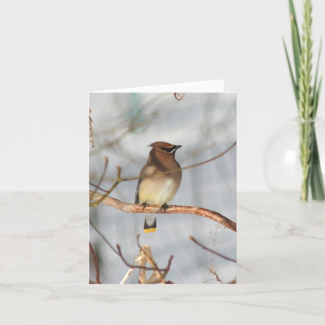 Photographie de faune d'oiseau Jaseur d'hiver (Devant)