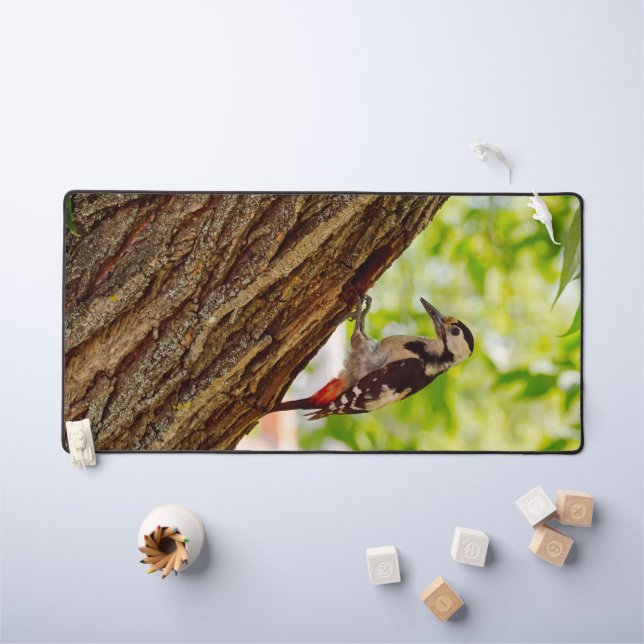 Photographie de faune et flore de Picidé forestier (Tableau pour enfants)