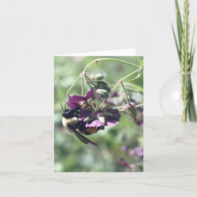 Photographie de fleur avec abeille et pollen  (Devant)