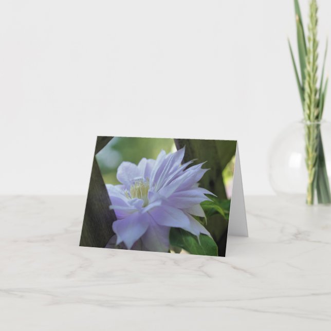 Photographie de fleur de clématite nichée  (Devant)