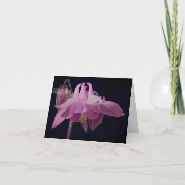 Photographie de fleur de colombine rose (Devant)