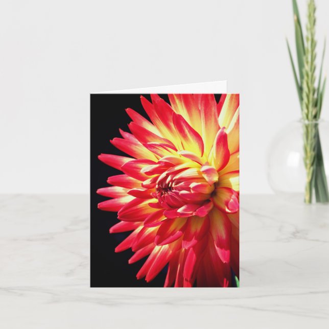 Photographie de fleur de dahlia rouge vibrant  (Devant)